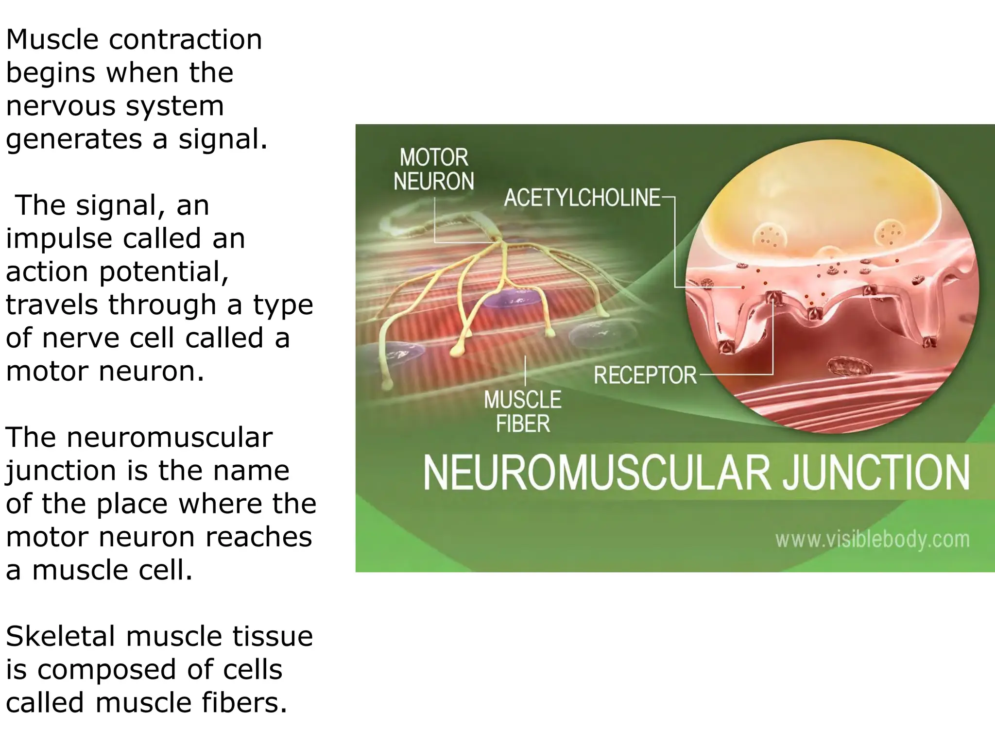 Muscular System............ Anatomy ang Physiology | PDF