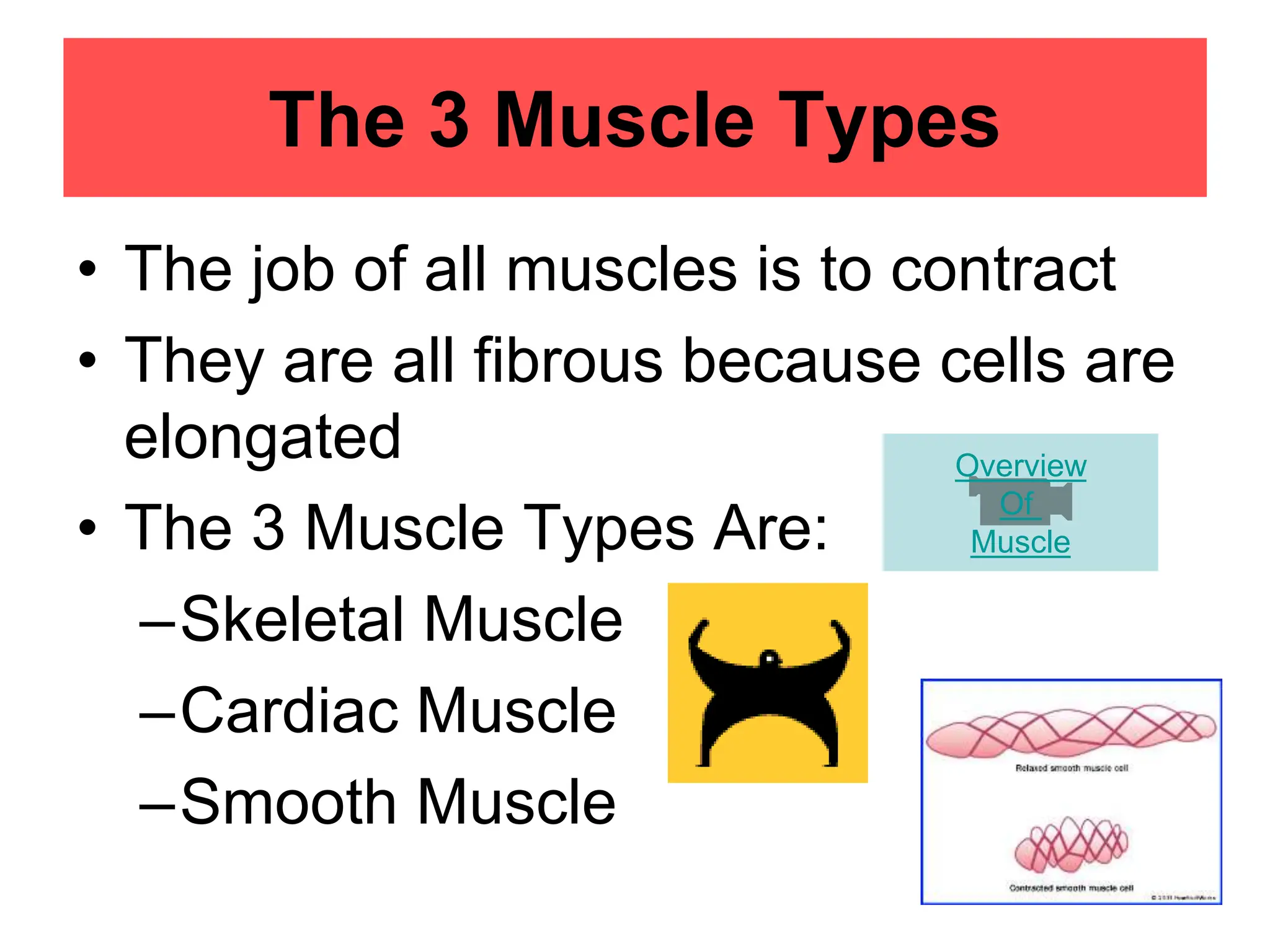 Muscular System of the Human Body232.ppt