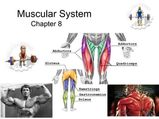 Muscular System
Chapter 8
 