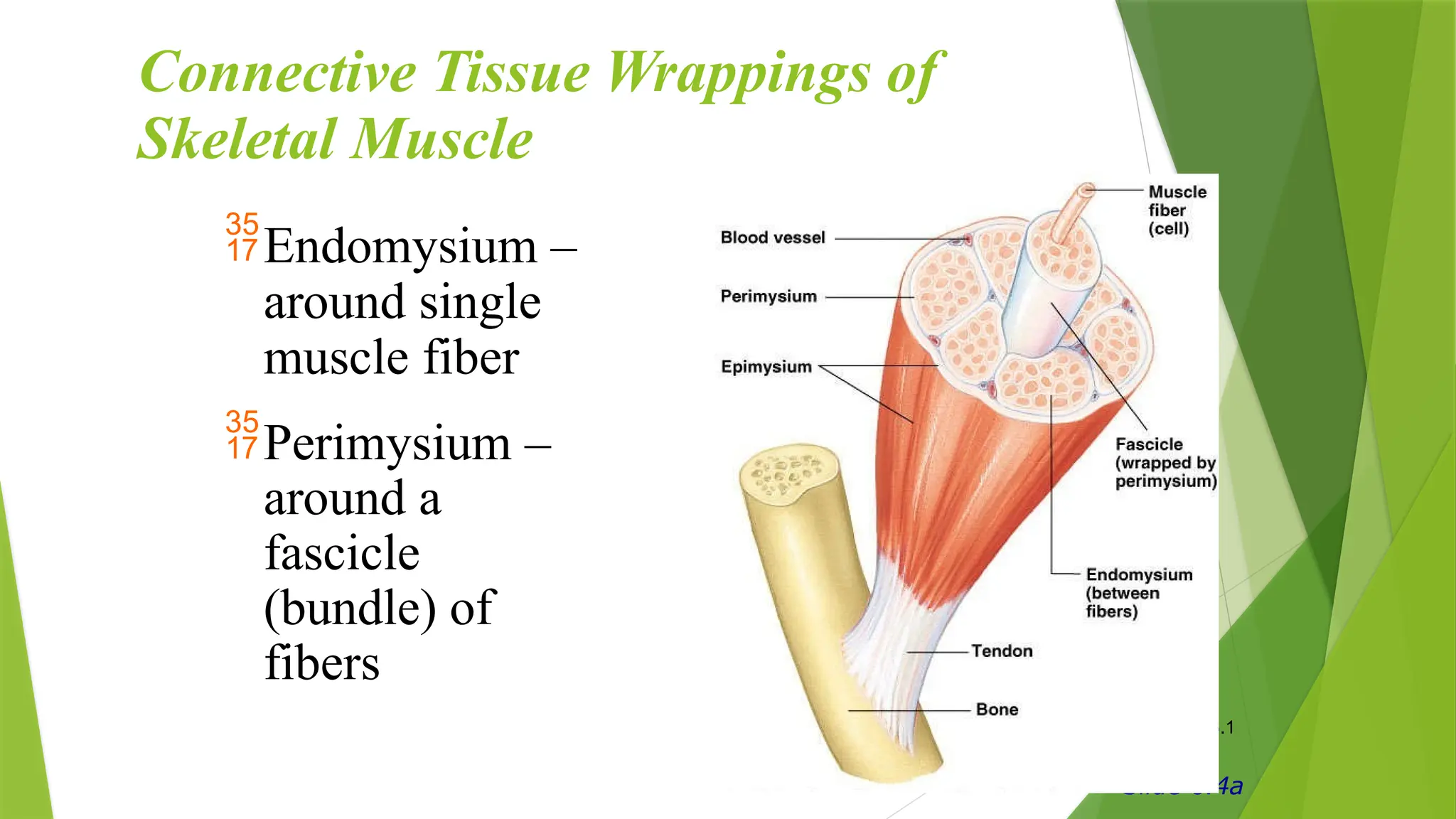 Connective Tissue Wrappings of
Skeletal Muscle
Slide 6.4a
Endomysium –
around single
muscle fiber
Perimysium –
around a
fascicle
(bundle) of
fibers
Figure 6.1