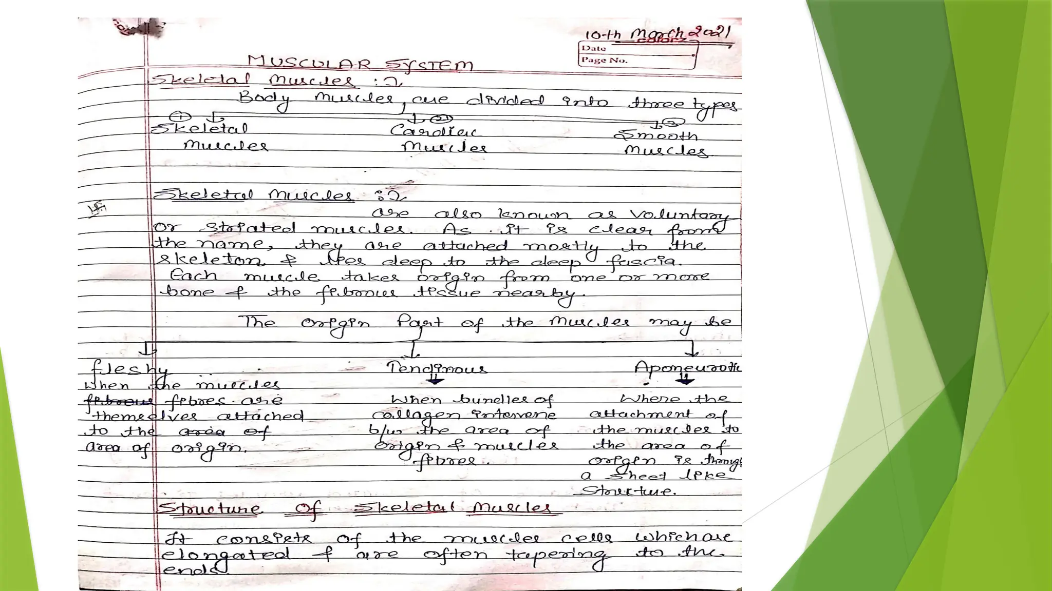 MUSCULAR SYSTEM.pptx, Human anatomy & physiology