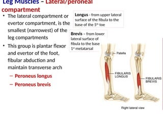 • The lateral compartment or
evertor compartment, is the
smallest (narrowest) of the
leg compartments
• This group is plantar flexor
and evertor of the foot,
fibular abduction and
maintain transverse arch
– Peroneus longus
– Peroneus brevis
Leg Muscles – Lateral/peroneal
compartment
Longus - from upper lateral
surface of the fibula to the
base of the 5th
toe
Brevis – from lower
lateral surface of
fibula to the base of
1st
metatarsal
 