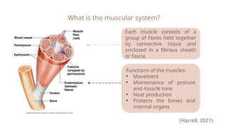 Muscular System Power Power Presentation.pptx