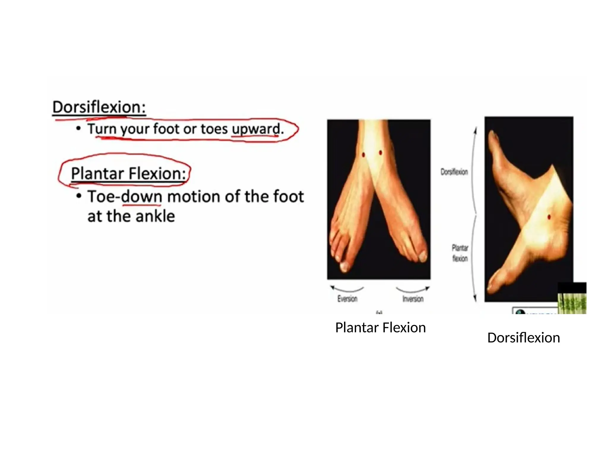 Dorsiflexion
Plantar Flexion
 