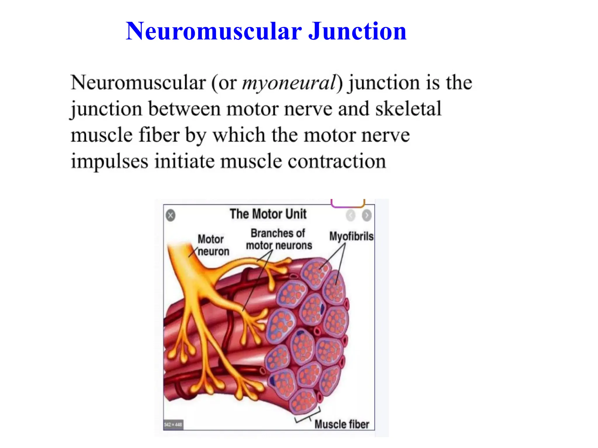 Neuromuscular Junction
 
