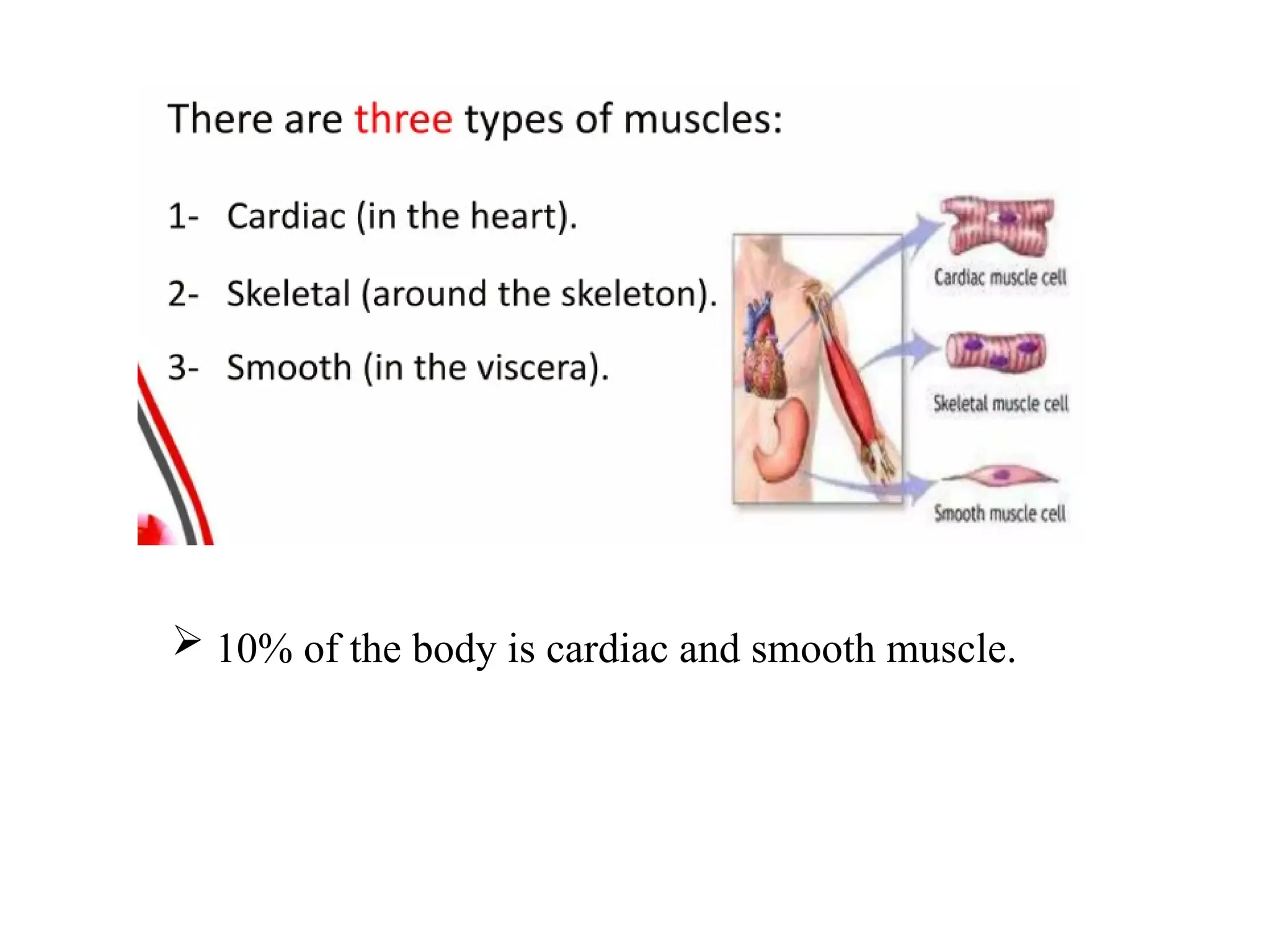  10% of the body is cardiac and smooth muscle.
 