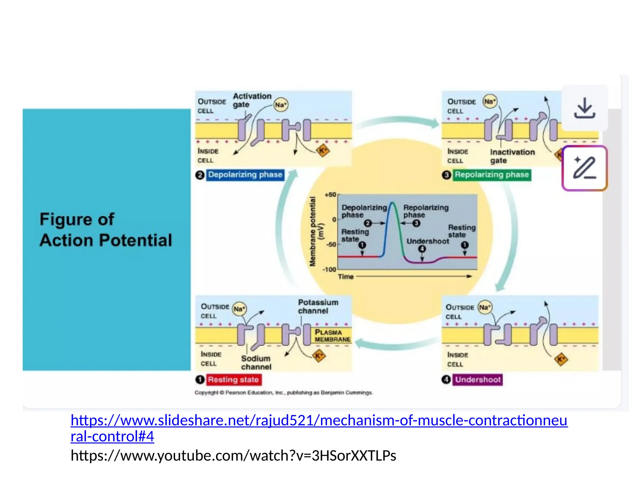 https://www.slideshare.net/rajud521/mechanism-of-muscle-contractionneu
ral-control#4
https://www.youtube.com/watch?v=3HSorXXTLPs
 
