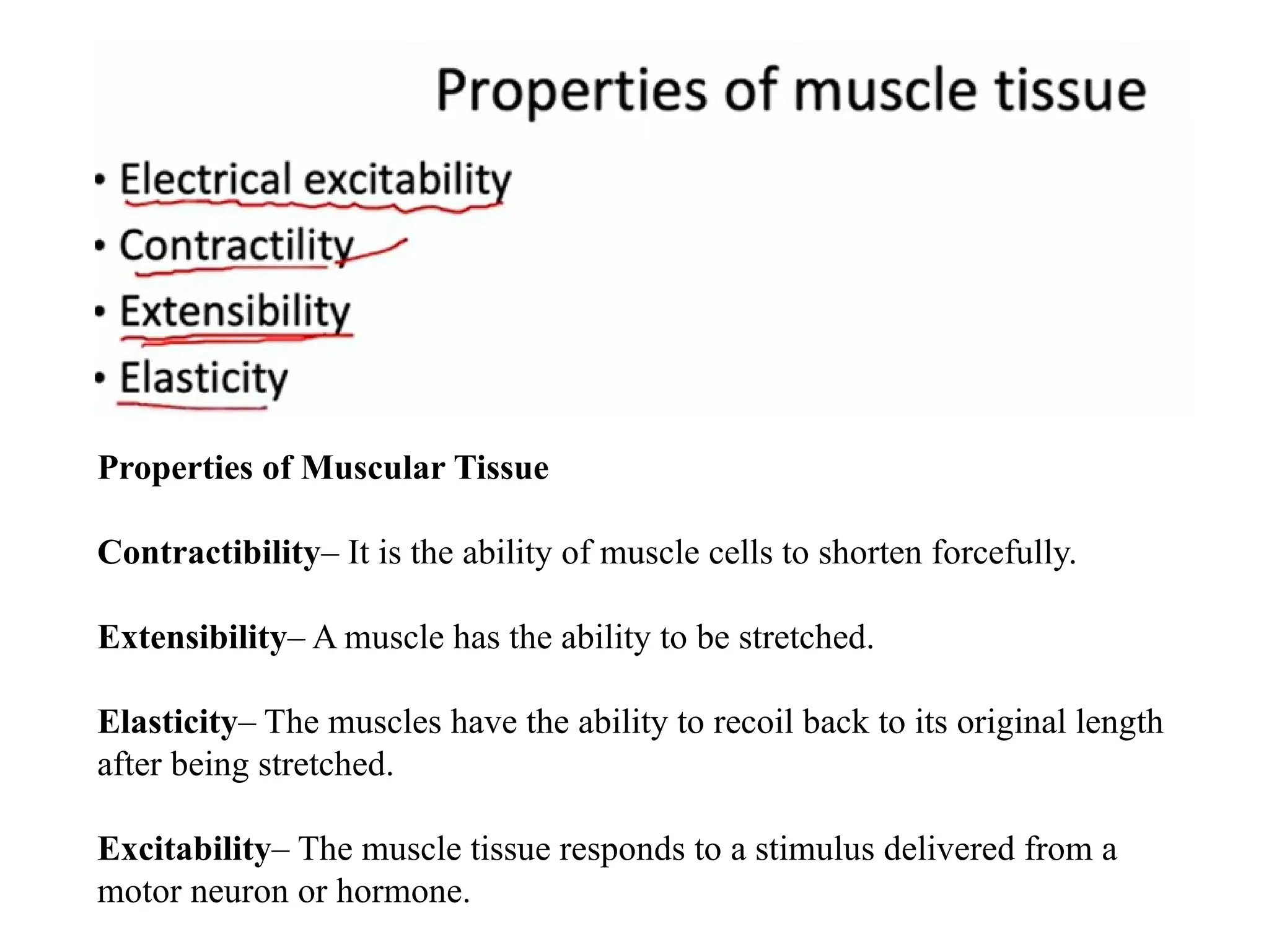 Properties of Muscular Tissue
Contractibility– It is the ability of muscle cells to shorten forcefully.
Extensibility– A muscle has the ability to be stretched.
Elasticity– The muscles have the ability to recoil back to its original length
after being stretched.
Excitability– The muscle tissue responds to a stimulus delivered from a
motor neuron or hormone.
 