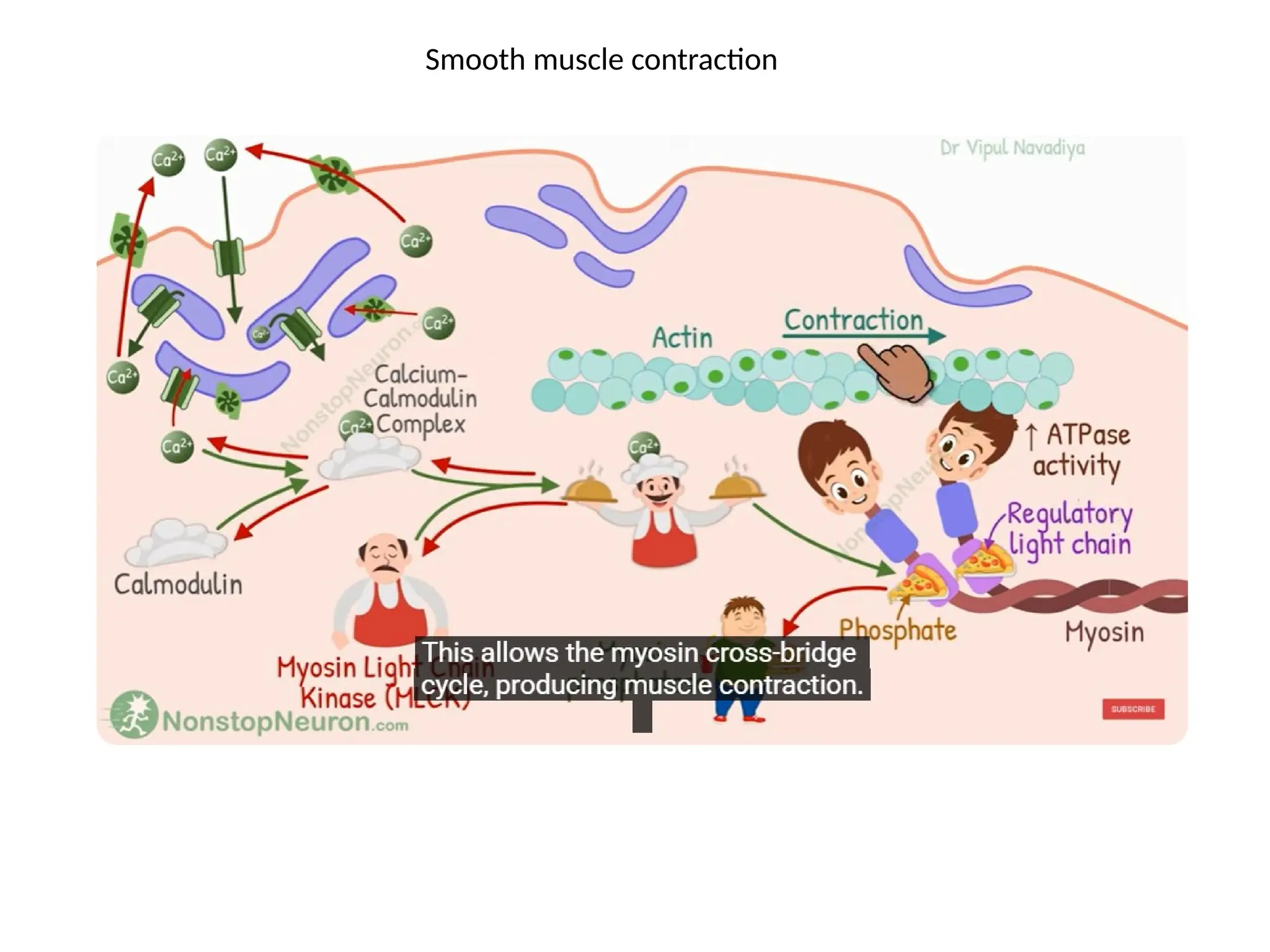 Smooth muscle contraction
 