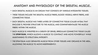 MUSCULAR SYSTEM | HUMAN ANATOMY AND PHYSIOLOGY.pptx