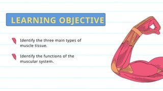 Muscular System powerpoint presentation for grade 4 students and ...