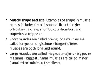 Petit Rond Grand Rond MUSCULAR SYSTEM for nursing students .pptx