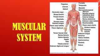 MUSCULAR SYSTEM :groups, function,and Gross anatomy | PPT