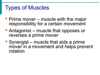 Types of Muscles
· Prime mover – muscle with the major
responsibility for a certain movement
· Antagonist – muscle that opposes or
reverses a prime mover
· Synergist – muscle that aids a prime
mover in a movement and helps prevent
rotation
 