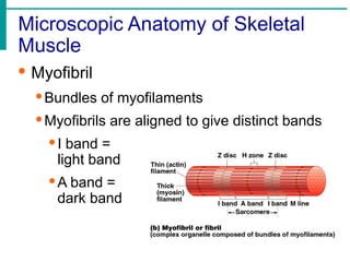 Microscopic Anatomy of Skeletal
Muscle
· Myofibril
·Bundles of myofilaments
·Myofibrils are aligned to give distinct bands
·I band =
light band
·A band =
dark band
 