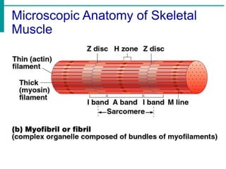 Microscopic Anatomy of Skeletal
Muscle
 