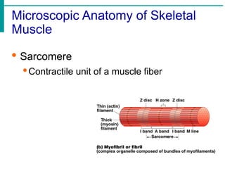 Microscopic Anatomy of Skeletal
Muscle
· Sarcomere
·Contractile unit of a muscle fiber
 