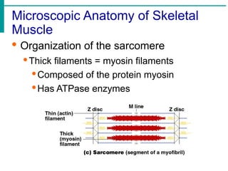 Microscopic Anatomy of Skeletal
Muscle
· Organization of the sarcomere
·Thick filaments = myosin filaments
·Composed of the protein myosin
·Has ATPase enzymes
 
