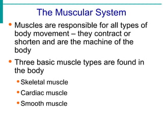 The Muscular System
· Muscles are responsible for all types of
body movement – they contract or
shorten and are the machine of the
body
· Three basic muscle types are found in
the body
·Skeletal muscle
·Cardiac muscle
·Smooth muscle
 