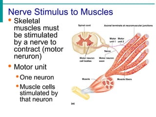 Nerve Stimulus to Muscles
· Skeletal
muscles must
be stimulated
by a nerve to
contract (motor
neruron)
· Motor unit
·One neuron
·Muscle cells
stimulated by
that neuron
 