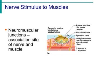 Nerve Stimulus to Muscles
· Neuromuscular
junctions –
association site
of nerve and
muscle
 