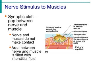 Nerve Stimulus to Muscles
· Synaptic cleft –
gap between
nerve and
muscle
·Nerve and
muscle do not
make contact
·Area between
nerve and muscle
is filled with
interstitial fluid
 