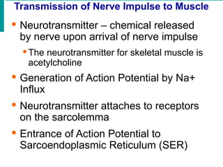 Transmission of Nerve Impulse to Muscle
· Neurotransmitter – chemical released
by nerve upon arrival of nerve impulse
·The neurotransmitter for skeletal muscle is
acetylcholine
· Generation of Action Potential by Na+
Influx
· Neurotransmitter attaches to receptors
on the sarcolemma
· Entrance of Action Potential to
Sarcoendoplasmic Reticulum (SER)
 