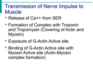 Transmission of Nerve Impulse to
Muscle
· Release of Ca++ from SER
· Formation of Complex with Troponin
and Tropomysin (Covering of Actin and
Myosin)
· Exposure of G-Actin Active site
· Binding of G-Actin Active site with
Myosin Active site (Actin-Myosin
complex formation)
 