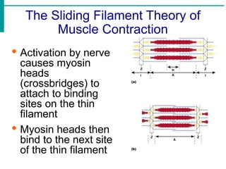 The Sliding Filament Theory of
Muscle Contraction
· Activation by nerve
causes myosin
heads
(crossbridges) to
attach to binding
sites on the thin
filament
· Myosin heads then
bind to the next site
of the thin filament
 