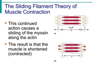 The Sliding Filament Theory of
Muscle Contraction
· This continued
action causes a
sliding of the myosin
along the actin
· The result is that the
muscle is shortened
(contracted)
 