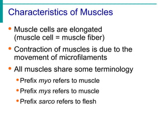 Characteristics of Muscles
· Muscle cells are elongated
(muscle cell = muscle fiber)
· Contraction of muscles is due to the
movement of microfilaments
· All muscles share some terminology
·Prefix myo refers to muscle
·Prefix mys refers to muscle
·Prefix sarco refers to flesh
 