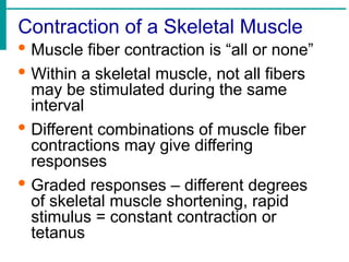 Contraction of a Skeletal Muscle
· Muscle fiber contraction is “all or none”
· Within a skeletal muscle, not all fibers
may be stimulated during the same
interval
· Different combinations of muscle fiber
contractions may give differing
responses
· Graded responses – different degrees
of skeletal muscle shortening, rapid
stimulus = constant contraction or
tetanus
 
