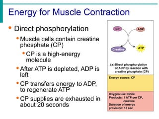 Energy for Muscle Contraction
· Direct phosphorylation
· Muscle cells contain creatine
phosphate (CP)
· CP is a high-energy
molecule
· After ATP is depleted, ADP is
left
· CP transfers energy to ADP,
to regenerate ATP
· CP supplies are exhausted in
about 20 seconds
 