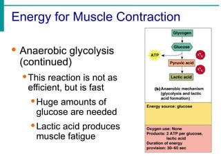 Energy for Muscle Contraction
· Anaerobic glycolysis
(continued)
·This reaction is not as
efficient, but is fast
·Huge amounts of
glucose are needed
·Lactic acid produces
muscle fatigue
 