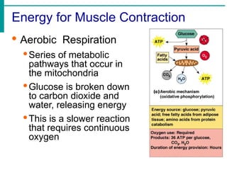Energy for Muscle Contraction
· Aerobic Respiration
·Series of metabolic
pathways that occur in
the mitochondria
·Glucose is broken down
to carbon dioxide and
water, releasing energy
·This is a slower reaction
that requires continuous
oxygen
 