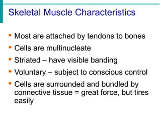 Skeletal Muscle Characteristics
· Most are attached by tendons to bones
· Cells are multinucleate
· Striated – have visible banding
· Voluntary – subject to conscious control
· Cells are surrounded and bundled by
connective tissue = great force, but tires
easily
 