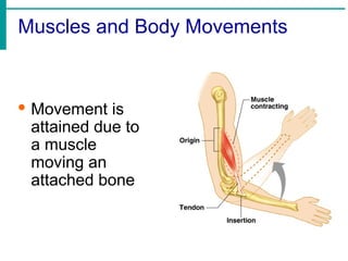 Muscles and Body Movements
· Movement is
attained due to
a muscle
moving an
attached bone
 