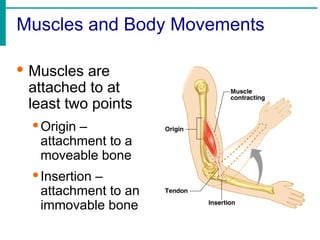 Muscles and Body Movements
· Muscles are
attached to at
least two points
·Origin –
attachment to a
moveable bone
·Insertion –
attachment to an
immovable bone
 