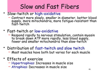 46
Slow and Fast Fibers
• Slow-twitch or high-oxidative
– Contract more slowly, smaller in diameter, better blood
supply, more mitochondria, more fatigue-resistant than
fast-twitch
• Fast-twitch or low-oxidative
– Respond rapidly to nervous stimulation, contain myosin
to break down ATP more rapidly, less blood supply,
fewer and smaller mitochondria than slow-twitch
• Distribution of fast-twitch and slow twitch
– Most muscles have both but varies for each muscle
• Effects of exercise
– Hypertrophies: Increases in muscle size
– Atrophies: Decreases in muscle size
 