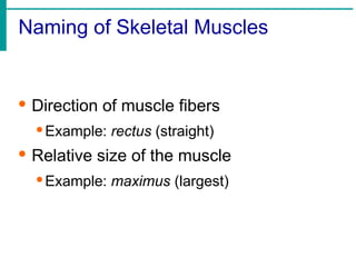Naming of Skeletal Muscles
· Direction of muscle fibers
·Example: rectus (straight)
· Relative size of the muscle
·Example: maximus (largest)
 