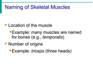 Naming of Skeletal Muscles
· Location of the muscle
·Example: many muscles are named
for bones (e.g., temporalis)
· Number of origins
·Example: triceps (three heads)
 