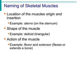 Naming of Skeletal Muscles
· Location of the muscles origin and
insertion
·Example: sterno (on the sternum)
· Shape of the muscle
·Example: deltoid (triangular)
· Action of the muscle
·Example: flexor and extensor (flexes or
extends a bone)
 