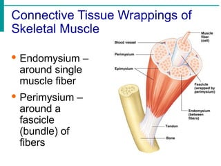 Connective Tissue Wrappings of
Skeletal Muscle
· Endomysium –
around single
muscle fiber
· Perimysium –
around a
fascicle
(bundle) of
fibers
 
