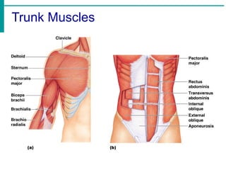 Trunk Muscles
 