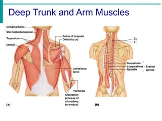 Deep Trunk and Arm Muscles
 