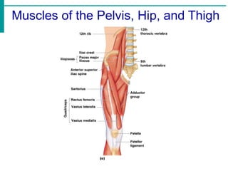 Muscles of the Pelvis, Hip, and Thigh
 