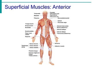 Superficial Muscles: Anterior
 