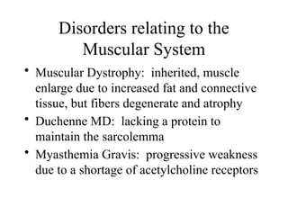 Disorders relating to the
Muscular System
• Muscular Dystrophy: inherited, muscle
enlarge due to increased fat and connective
tissue, but fibers degenerate and atrophy
• Duchenne MD: lacking a protein to
maintain the sarcolemma
• Myasthemia Gravis: progressive weakness
due to a shortage of acetylcholine receptors
 