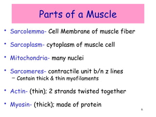 6
Parts of a Muscle
• Sarcolemma- Cell Membrane of muscle fiber
• Sarcoplasm- cytoplasm of muscle cell
• Mitochondria- many nuclei
• Sarcomeres- contractile unit b/n z lines
– Contain thick & thin myofilaments
• Actin- (thin); 2 strands twisted together
• Myosin- (thick); made of protein
 