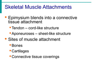 Skeletal Muscle Attachments
· Epimysium blends into a connective
tissue attachment
·Tendon – cord-like structure
·Aponeuroses – sheet-like structure
· Sites of muscle attachment
·Bones
·Cartilages
·Connective tissue coverings
 